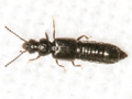 probable Carpelimus rivularis